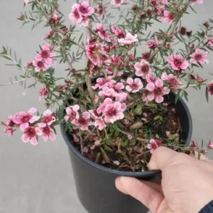 Helene Strybing Pink Tea Tree Live Plant -Shrub for Sale