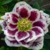 Helleborus Shotgun Wedding Plant - Gallon Pot - White Blooms Shade Plant