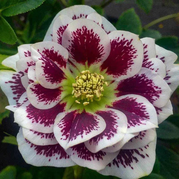 Helleborus Shotgun Wedding Plant - Gallon Pot - White Blooms Shade Plant