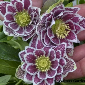 Helleborus Shotgun Wedding Plant - Gallon Pot - White Blooms Shade Plant
