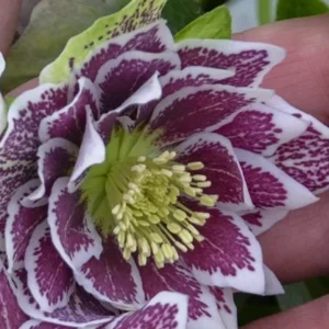 Helleborus Shotgun Wedding Plant - Gallon Pot - White Blooms Shade Plant