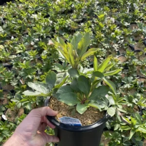 Helleborus Shotgun Wedding Plant - Gallon Pot - White Blooms Shade Plant
