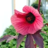 Hibiscus Plants Live - 2 Cranberry & Pink Hibiscus, 4-6 Inch, Outdoor/Indoor