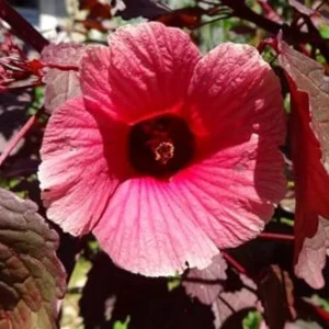 Hibiscus Plants Live - 2 Cranberry & Pink Hibiscus, 4-6 Inch, Outdoor/Indoor