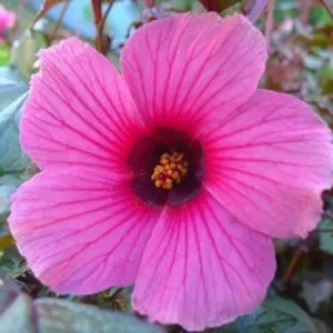 Hibiscus Plants Live - 2 Cranberry & Pink Hibiscus, 4-6 Inch, Outdoor/Indoor