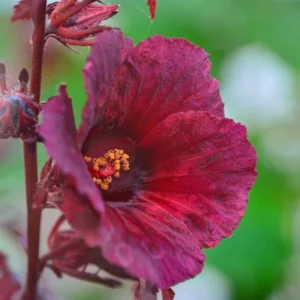 Hibiscus Plants Live - 2 Cranberry & Pink Hibiscus, 4-6 Inch, Outdoor/Indoor