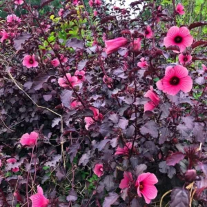 Hibiscus Plants Live - 2 Cranberry & Pink Hibiscus, 4-6 Inch, Outdoor/Indoor