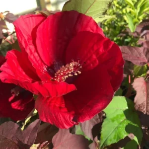 Hibiscus Plants Live - 2 Cranberry & Pink Hibiscus, 4-6 Inch, Outdoor/Indoor