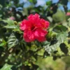 Hibiscus Red Carnation Plant - Potted Hibiscus Flowers - Vibrant Red Blooms