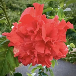 Hibiscus Red Carnation Plant - Potted Hibiscus Flowers - Vibrant Red Blooms