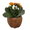 Hickory Wooden Pumpkin Planter with Calandiva Succulent 3 Inch Pot Cute Home Decor
