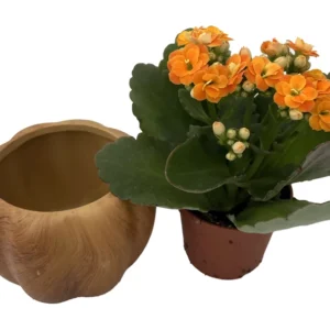 Hickory Wooden Pumpkin Planter with Calandiva Succulent 3 Inch Pot Cute Home Decor
