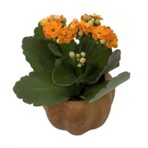 Hickory Wooden Pumpkin Planter with Calandiva Succulent 3 Inch Pot Cute Home Decor