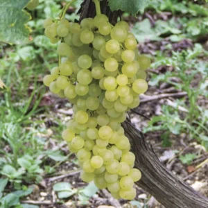 Himrod Green Grape Vine Plant - 1 Year Plant - Seedless Grape Vine