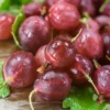Hinnonmaki Red Gooseberry Bush - Fruit Shrub - 2.5 inch Pot - Garden Plant - NO SHIP to NC, WV, NH