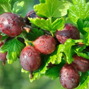 Hinnonmaki Red Gooseberry Bush - Fruit Shrub - 2.5 inch Pot - Garden Plant - NO SHIP to NC, WV, NH