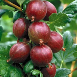 Hinnonmaki Red Gooseberry Bush - Fruit Shrub - 2.5 inch Pot - Garden Plant - NO SHIP to NC, WV, NH