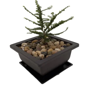 Hokkaido Dwarf Chinese Elm Bonsai Tree - Ulmus parvifolia - 4.7