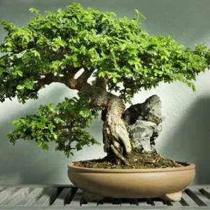 Hokkaido Dwarf Chinese Elm Bonsai Tree - Ulmus parvifolia - 4.7