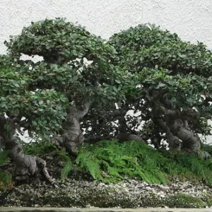 Hokkaido Dwarf Chinese Elm Bonsai Tree - Ulmus parvifolia - 4.7
