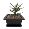 Hokkaido Dwarf Chinese Elm Tree - 4.7 Inch Bonsai Plant in Square Pot