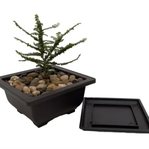 Hokkaido Dwarf Chinese Elm Tree - 4.7 Inch Bonsai Plant in Square Pot