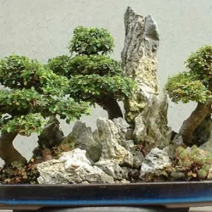 Hokkaido Dwarf Chinese Elm Tree - 4.7 Inch Bonsai Plant in Square Pot