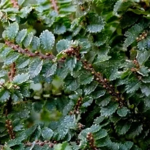 Hokkaido Dwarf Chinese Elm Tree - 4.7 Inch Bonsai Plant in Square Pot