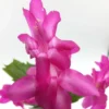 Holiday Cactus Plants - Purple Schlumbergera - 3 Inch Pot - Christmas & Thanksgiving Cactus