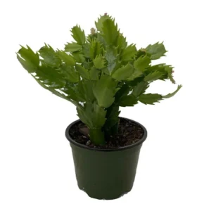 Holiday Cactus Plants - Purple Schlumbergera - 3 Inch Pot - Christmas & Thanksgiving Cactus