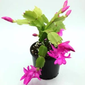 Holiday Cactus Plants - Purple Schlumbergera - 3 Inch Pot - Christmas & Thanksgiving Cactus