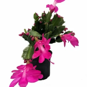 Holiday Cactus Plants - Purple Schlumbergera - 3 Inch Pot - Christmas & Thanksgiving Cactus