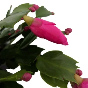 Holiday Cactus Plants - Purple Schlumbergera - 3 Inch Pot - Christmas & Thanksgiving Cactus