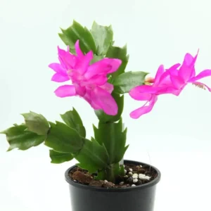 Holiday Cactus Plants - Purple Schlumbergera - 3 Inch Pot - Christmas & Thanksgiving Cactus