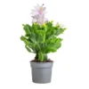 Holiday Cactus White Schlumbergera Plants - 3 Inch Pot Indoor/Outdoor Christmas Thanksgiving Cactus