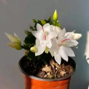 Holiday Cactus White Schlumbergera Plants - 3 Inch Pot Indoor/Outdoor Christmas Thanksgiving Cactus