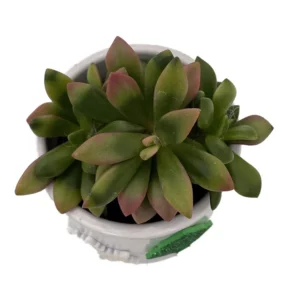 Holiday Cheer Succulent Planter 3" White Ceramic Pot Easy House Plant