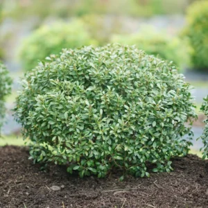 Holly Inkberry Plant - 4 inch Pot - Evergreen Shrub - Garden Decor