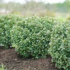 Holly Inkberry Plant - 4 inch Pot - Evergreen Shrub - Garden Decor