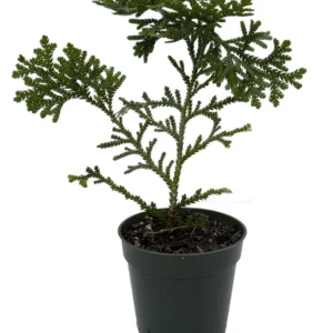 Hondae Elkhorn Arborvitae Tree - Thujopsis Dolibrata Hiba - 4 inch Pot - Evergreen