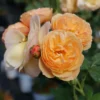 Honey-Apricot Rose Plant - Flavorette Edible Rose - 4 Inch Pot - Orange Flowers