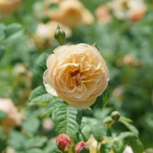 Honey-Apricot Rose Plant - Flavorette Edible Rose - 4 Inch Pot - Orange Flowers