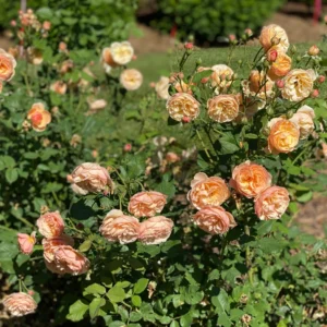 Honey-Apricot Rose Plant - Flavorette Edible Rose - 4 Inch Pot - Orange Flowers