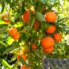 Honey Tangerine Orange Tree Starter Plant-Honey Tangerine Citrus Fruit Plants 3-5 Inches Healthy Indoor Grown
