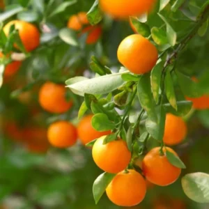 Honey Tangerine Orange Tree Starter Plant-Honey Tangerine Citrus Fruit Plants 3-5 Inches Healthy Indoor Grown