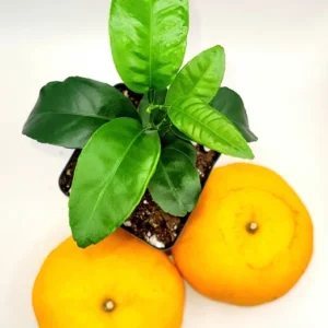 Honey Tangerine Orange Tree Starter Plant-Honey Tangerine Citrus Fruit Plants 3-5 Inches Healthy Indoor Grown