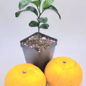 Honey Tangerine Orange Tree Starter Plant-Honey Tangerine Citrus Fruit Plants 3-5 Inches Healthy Indoor Grown