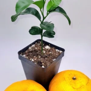Honey Tangerine Orange Tree Starter Plant-Honey Tangerine Citrus Fruit Plants 3-5 Inches Healthy Indoor Grown