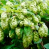 Hops Organic Roots 10pcs - Common Beer Heirloom Plant, Brewing Beer, Climbing Vine