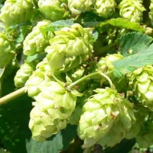 Hops Organic Roots 10pcs - Common Beer Heirloom Plant, Brewing Beer, Climbing Vine